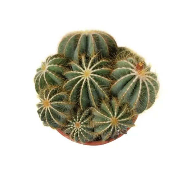 Cactus boule mix : pot D.21cm