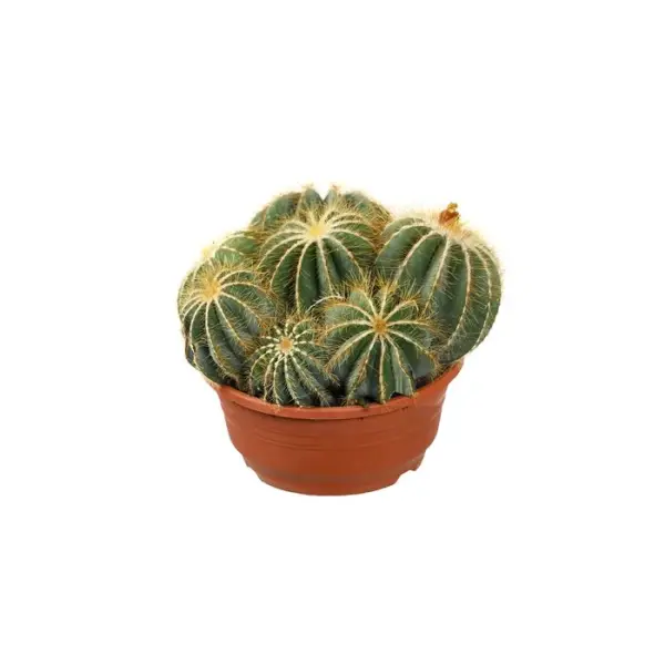 Cactus boule mix : pot D.21cm