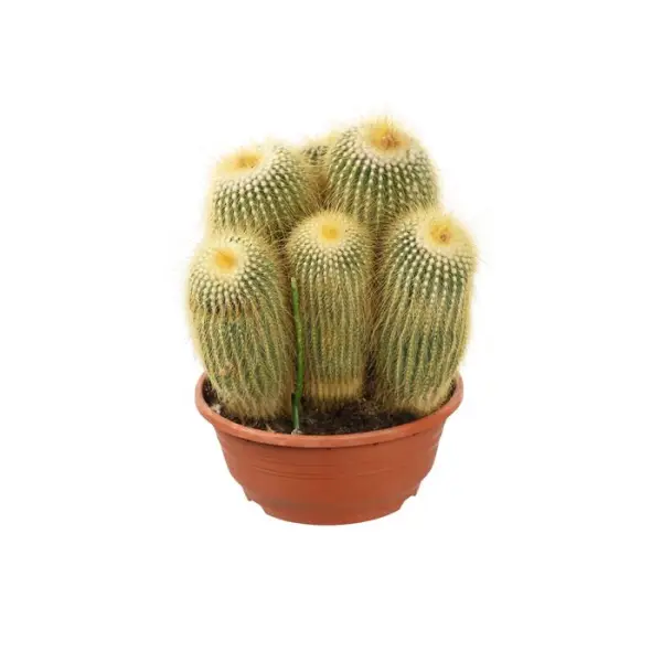 Cactus boule mix : pot D.21cm