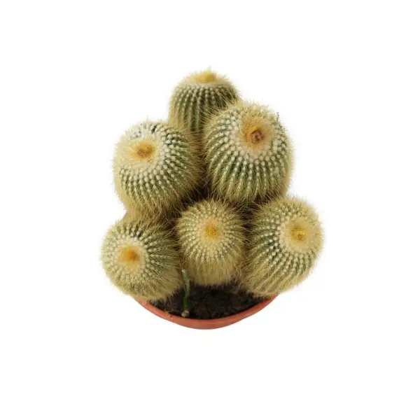 Cactus boule mix : pot D.21cm