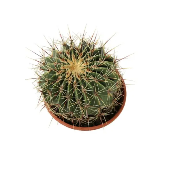 Cactus boule mix : pot D.21cm