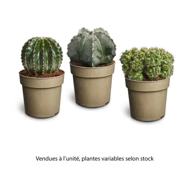 Cactus collection mix : pot D.11cm