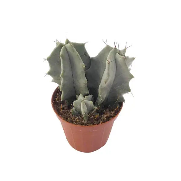 Cactus mix : pot Ø8.5cm