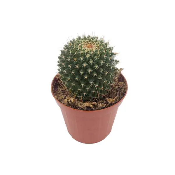 Cactus mix : pot Ø8.5cm