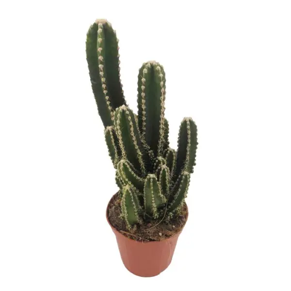 Cactus mix : pot Ø8.5cm