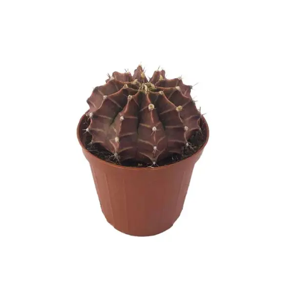 Cactus mix : pot Ø8.5cm