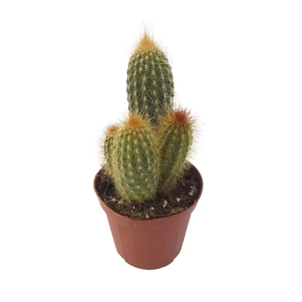 Cactus mix : pot Ø8.5cm