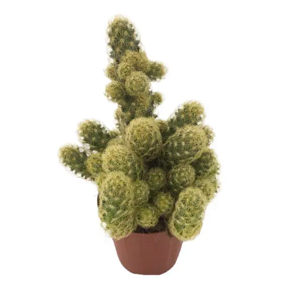 Cactus mix : pot Ø8.5cm