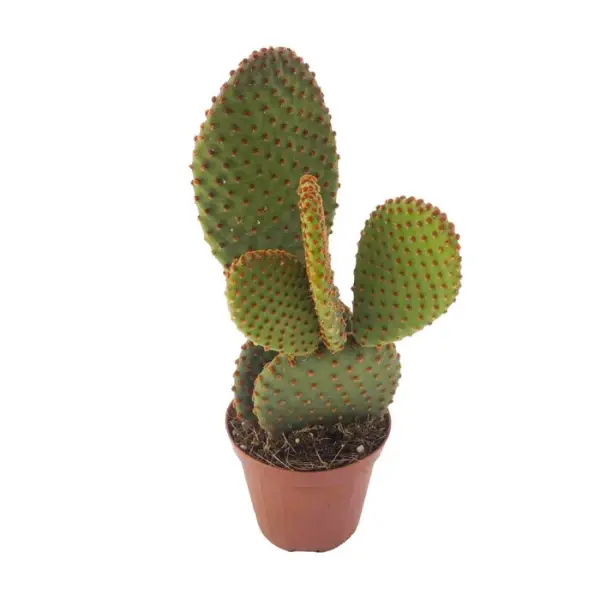 Cactus mix : pot Ø8.5cm
