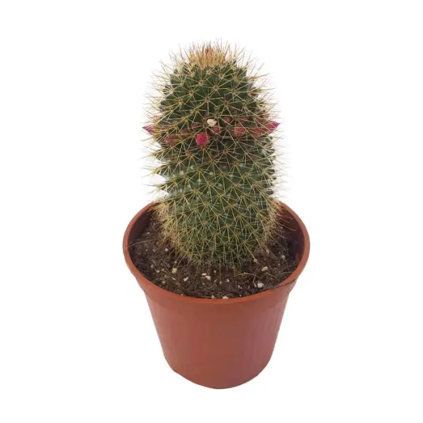 Cactus mix : pot Ø12cm