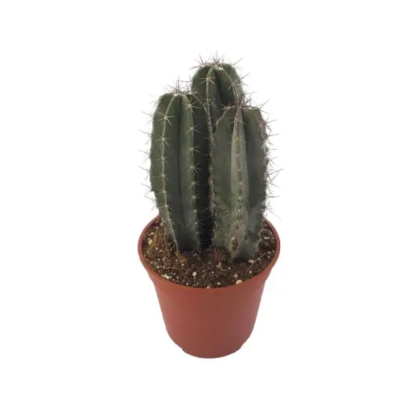 Cactus mix : pot Ø12cm