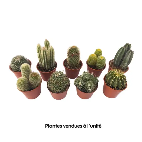 Cactus mix : pot Ø12cm