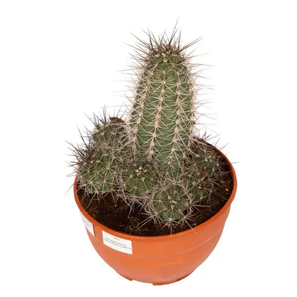 Cactus varié- Coupe de 20cm