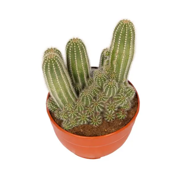 Cactus varié- Coupe de 20cm