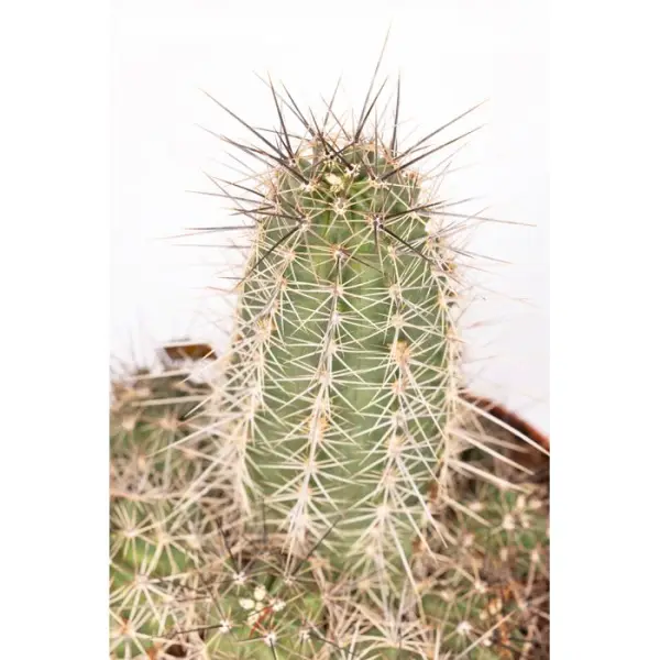 Cactus varié- Coupe de 20cm