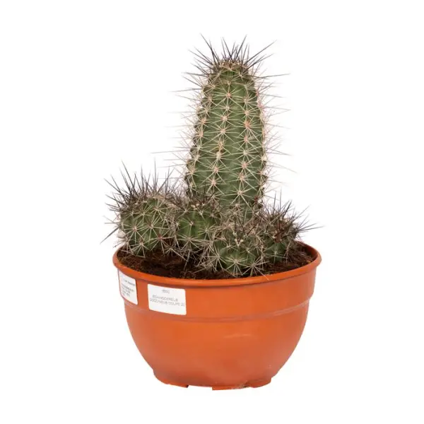 Cactus varié- Coupe de 20cm