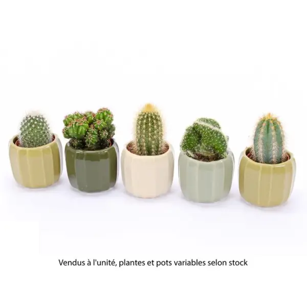 Cactus, variétés variables : pot céramique "Amalfi" D.8cm - H.15cm