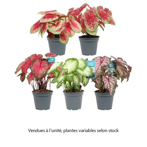 Caladium mix:H 40 cm pot D17cm