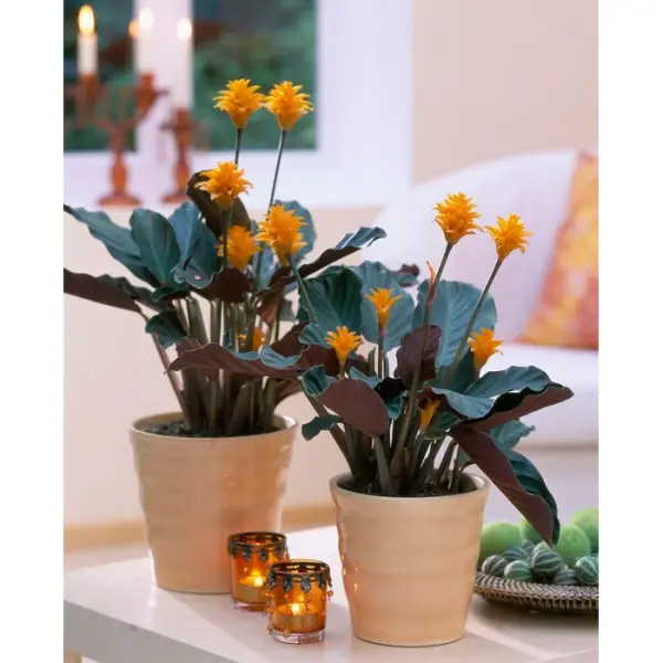 Calathea : 3/4 fleurs pot