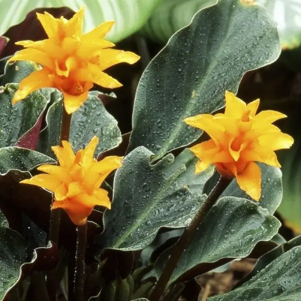 Calathea : 3/4 fleurs pot