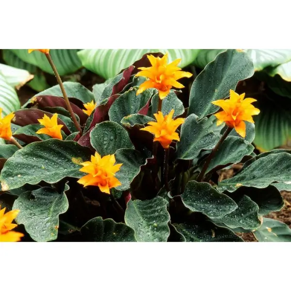 Calathea : 3/4 fleurs pot