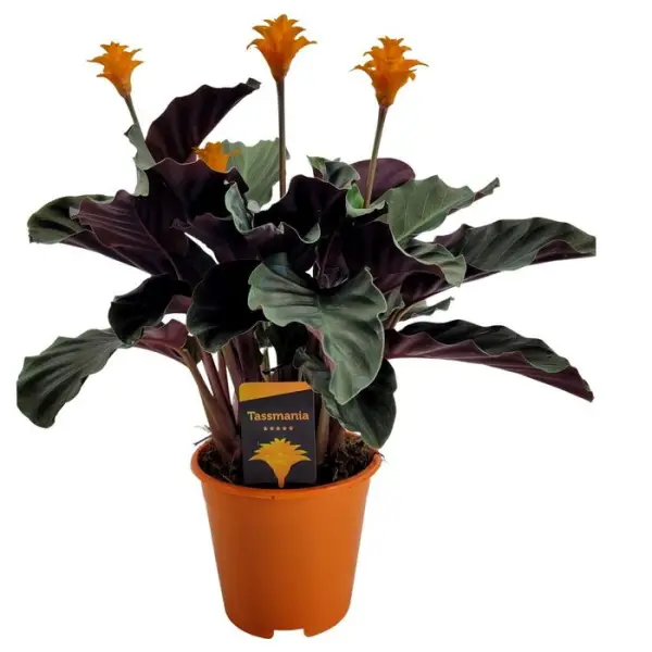 Calathea : 3/4 fleurs pot