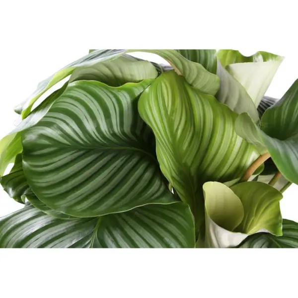 Calathea mix, variétés variables : pot D.14cm
