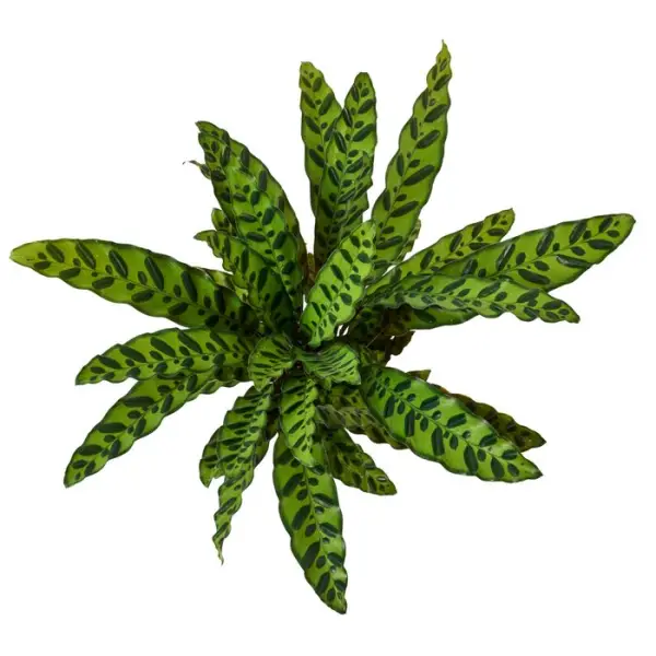 Calathea mix, variétés variables : pot D.14cm