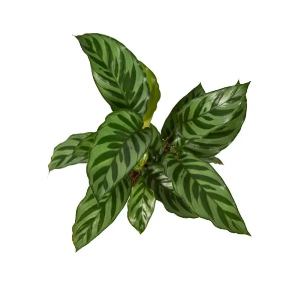 Calathea mix, variétés variables : pot D.14cm
