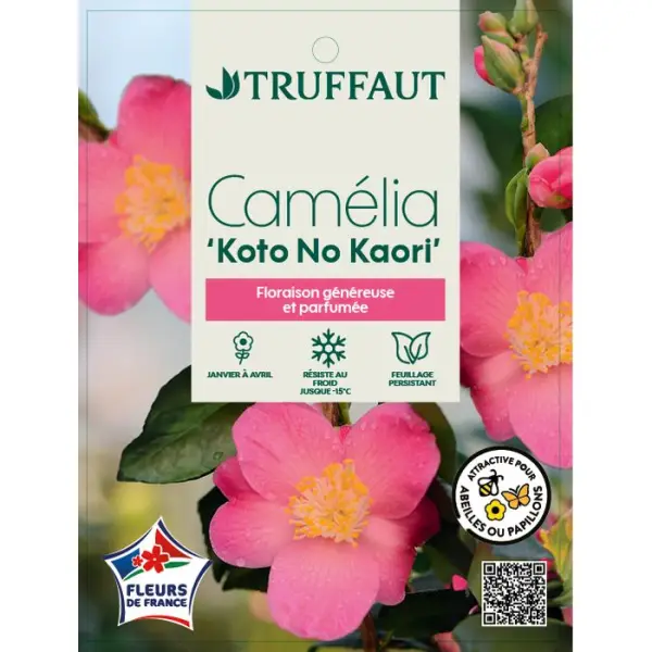 Camelia 'Koto No Kaori' : pot 3L