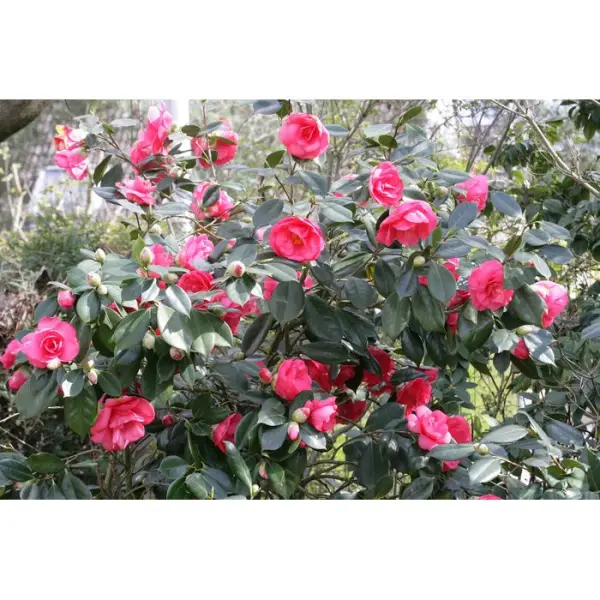 Camellia japonica : H 25/30 cm, ctr 2 Litres