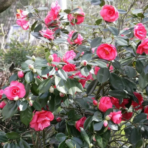 Camellia japonica : H 60/70 cm, XL, ctr 7 Litres
