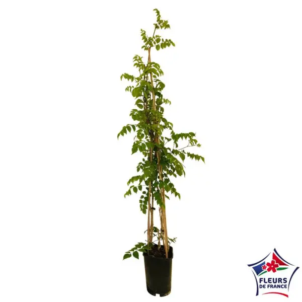 Campsis 'Mme Galen' : pot 6L