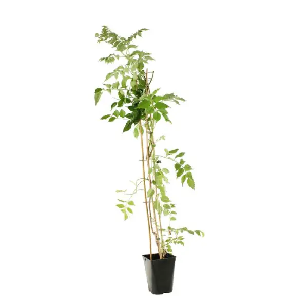 Campsis Yellow Trumpett : pot 3L