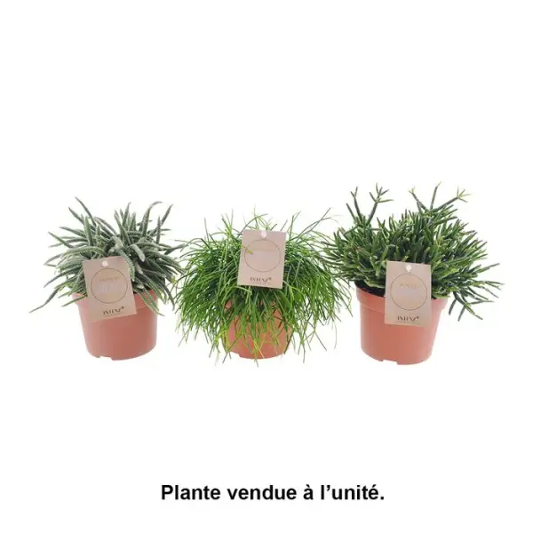 Rhipsalis, variétés variables : pot D.12cm