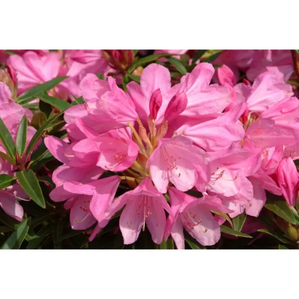 Rhododendron x 'Graziella':H 40/50 cm conteneur 7 litres