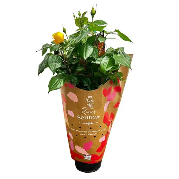 Rosier Buisson parfumé : pot D.21cm