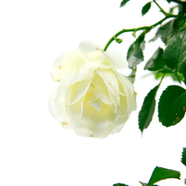 Rosier Décorosiers® : pot de 2 litres