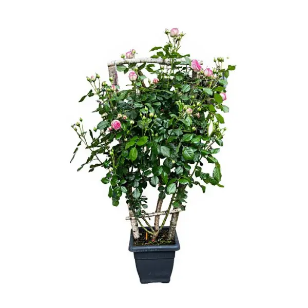 Rosier grimpant, palissé sur branches de bouleau : pot 20L