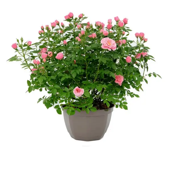 Rosier : pot de D.23cm