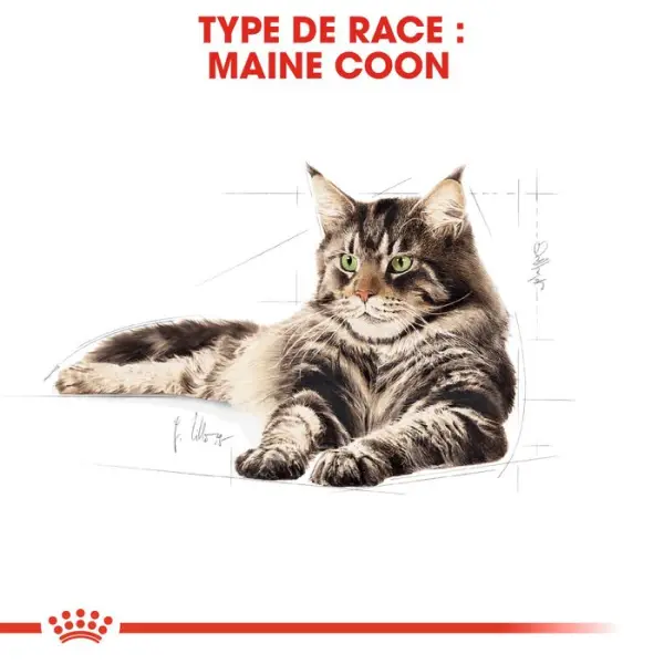Mousse chat Maine Coon Adulte 12x85g