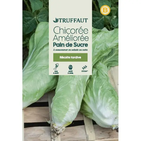 Graines de chicorée à feuilles améliorées pain de sucre en sachet