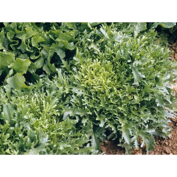Plants de chicorées frisées 'Galia' : barquette de 12 plants