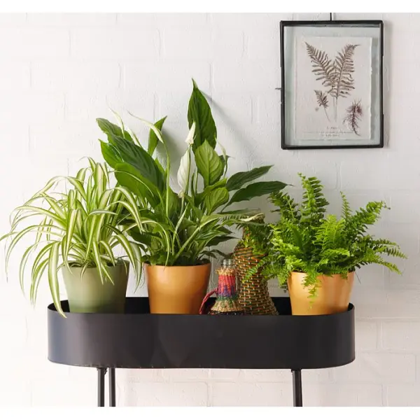 Chlorophytum : Pot Ø12cm H.40cm
