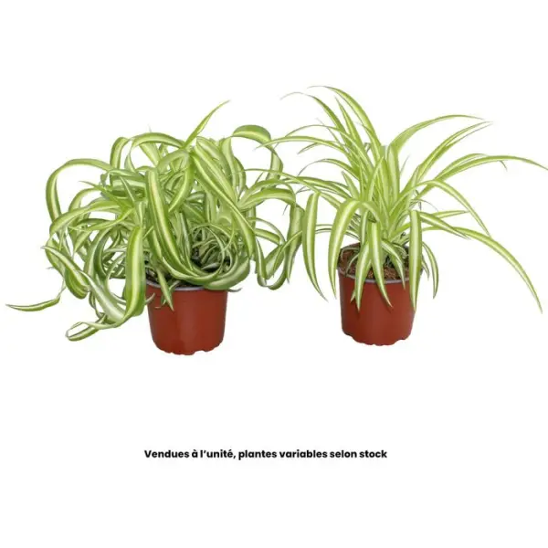 Chlorophytum : Pot Ø12cm H.40cm