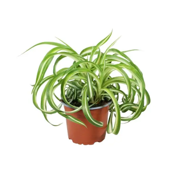Chlorophytum : Pot Ø12cm H.40cm