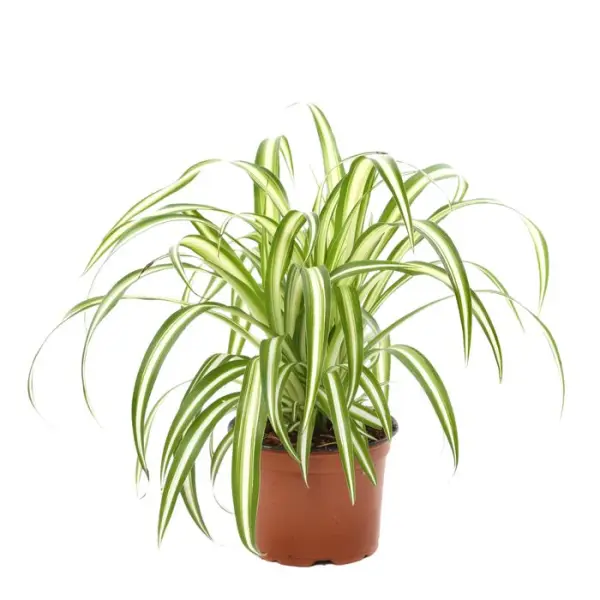 Chlorophytum : Pot Ø12cm H.40cm