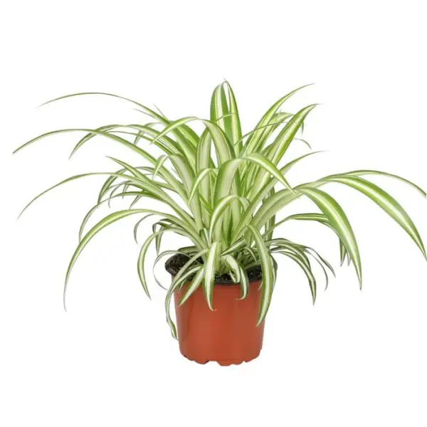 Chlorophytum : Pot Ø12cm H.40cm