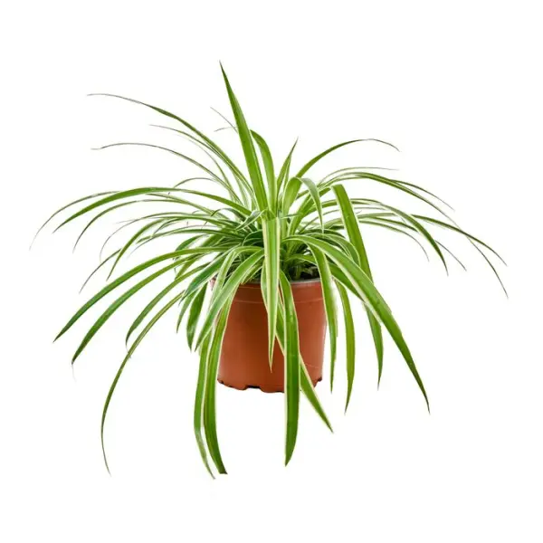 Chlorophytum : Pot Ø12cm H.40cm