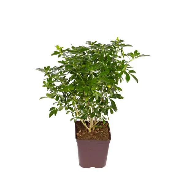 Choisya ternata: C 5L